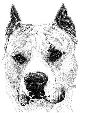 American Staffordshire Terrier Print