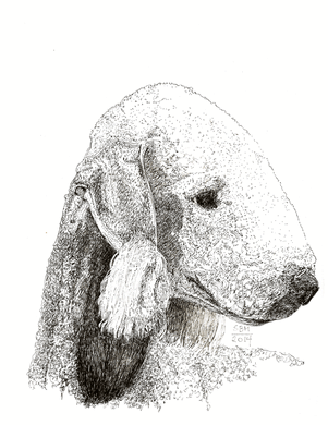 Bedlington Terrier Print