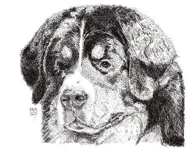 Bernese Mountain Dog Print