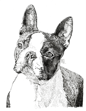 Boston Terrier Limited Edition Print
