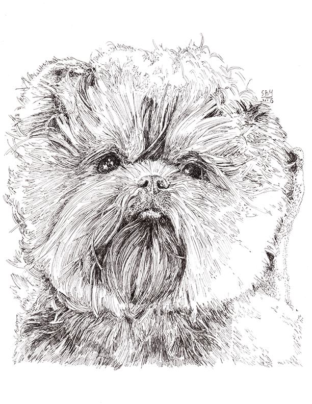 Affenpinscher Print