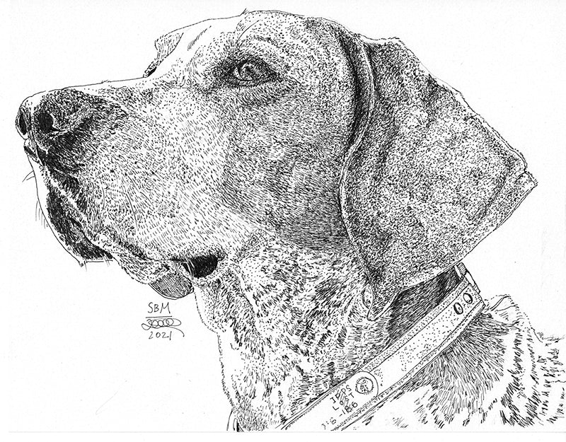 American English Coonhound Print