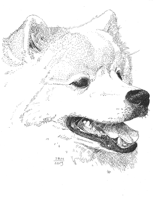 American Eskimo Print