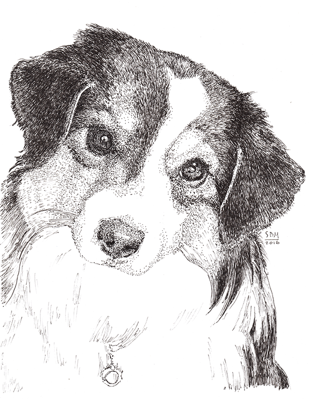 MIniature American Shepherd Print