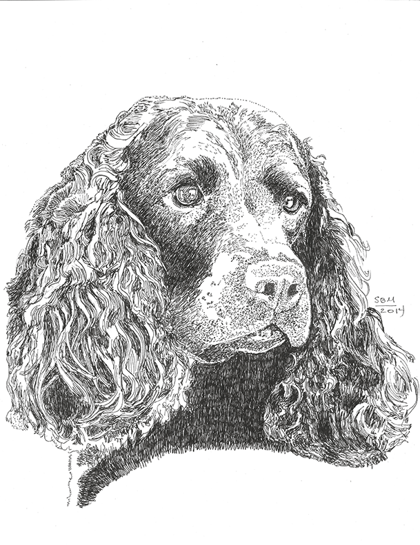 American Water Spaniel Print