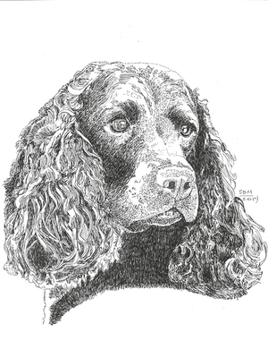 American Water Spaniel Cards 10 Cards