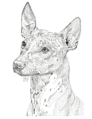 American Hairless Terrier 10 cards