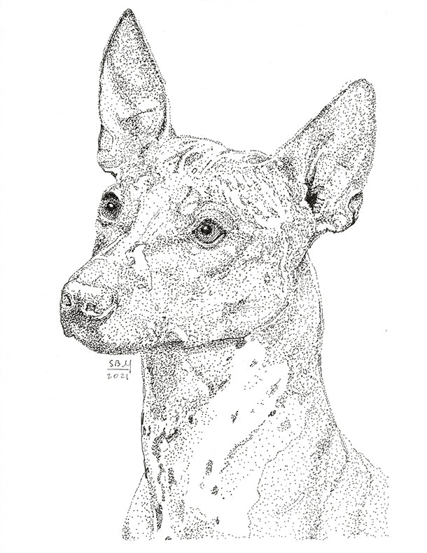 American Hairless Terrier Print