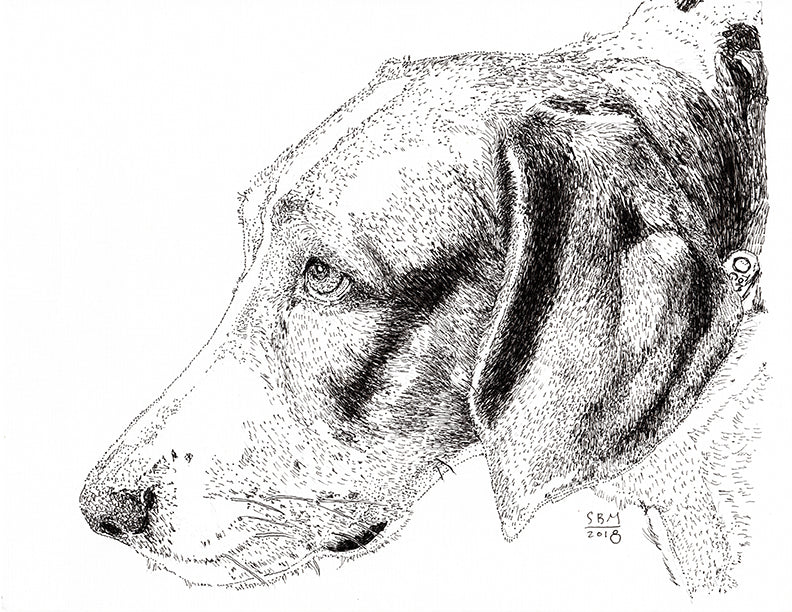 American Foxhound Print