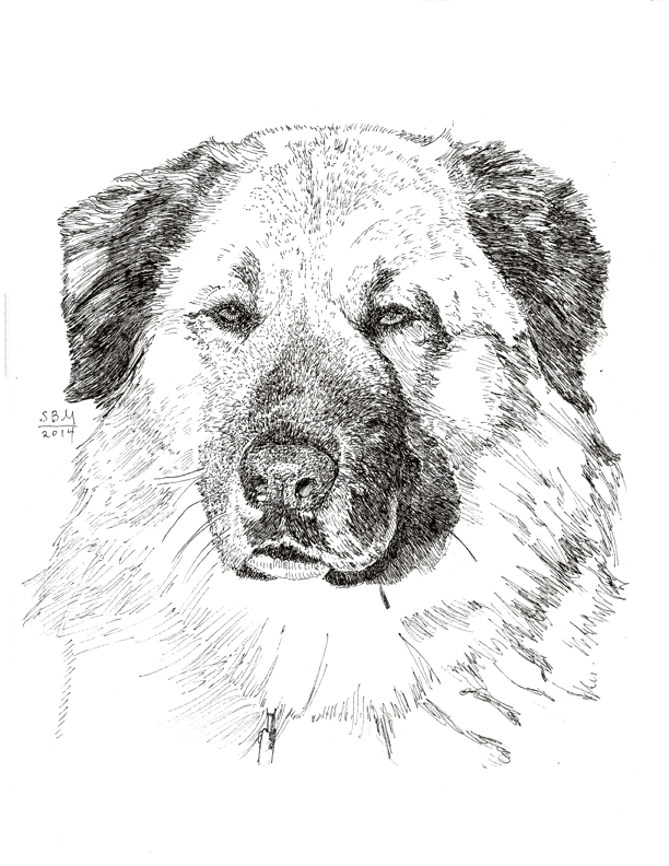 Anatolian Shepherd Print