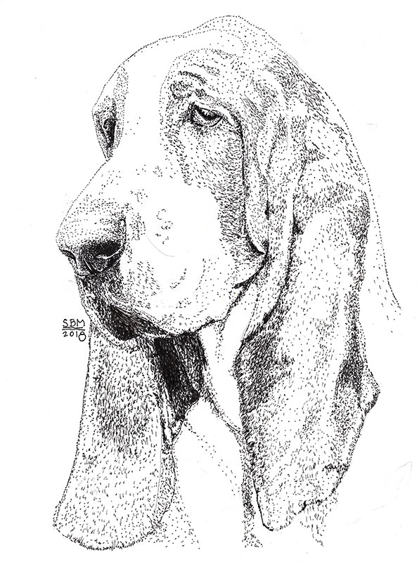 Bassett Hound Print