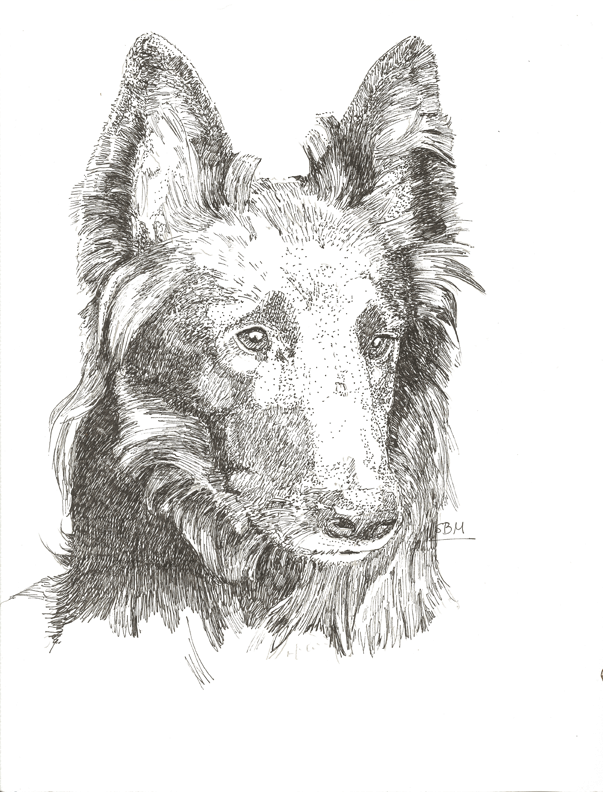 Belgian Sheepdog Print