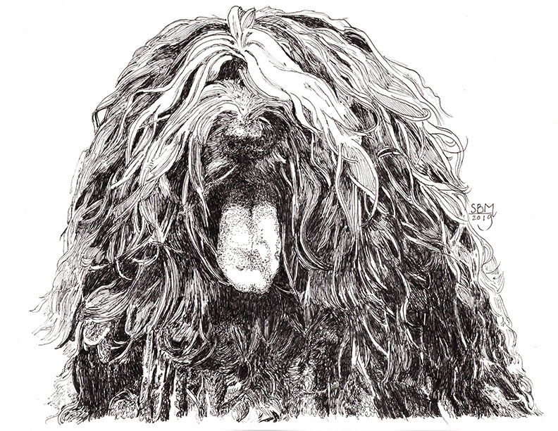 Bergamasco Sheepdog Print