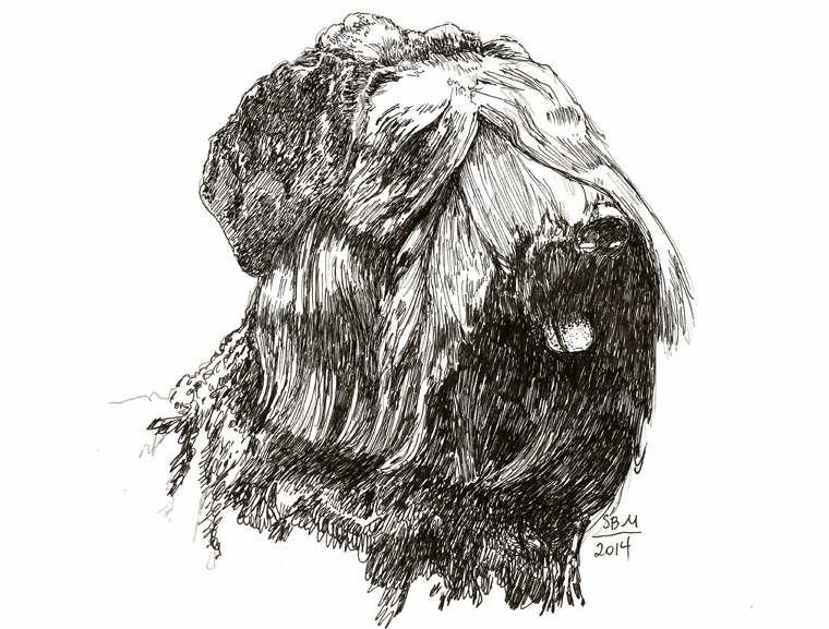 Black Russian Terrier Print