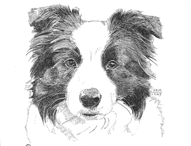 Border Collie Cards 10 Cards