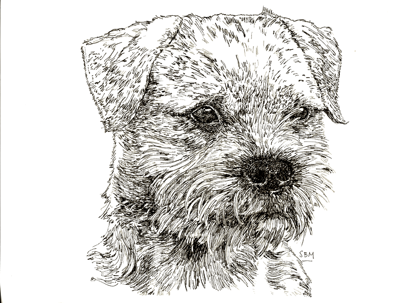 Border Terrier Print