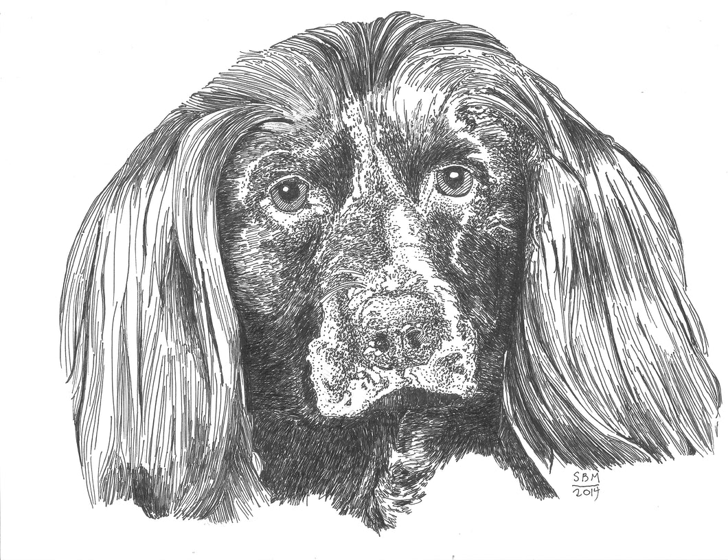 Boykin Spaniel Print