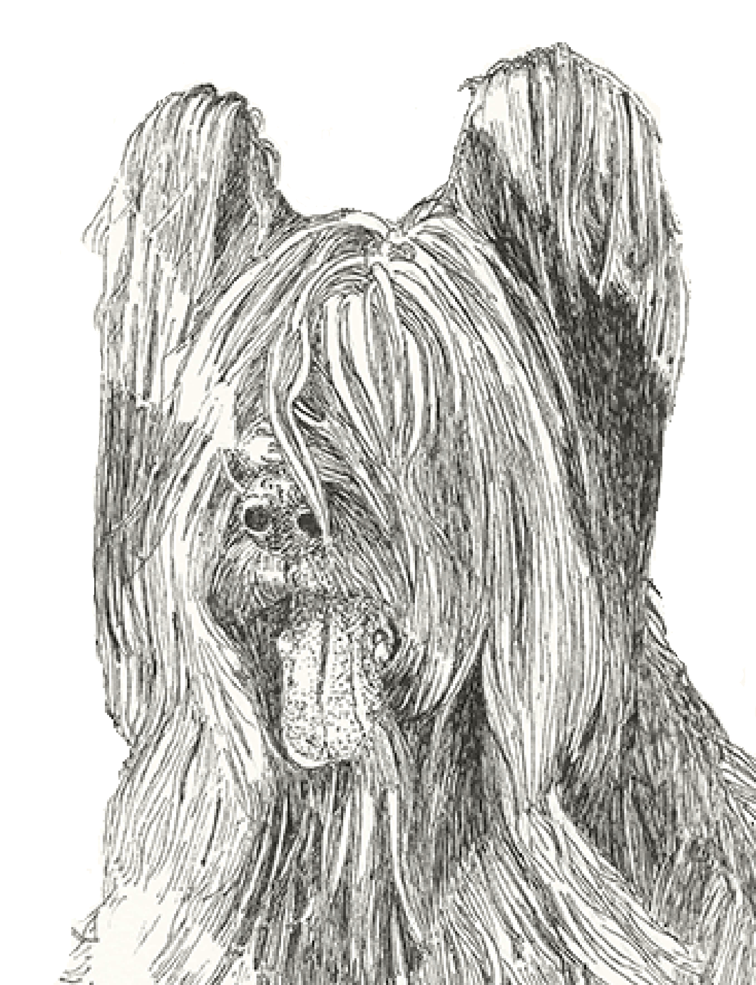 Briard Print