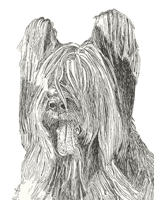 Briard Cards 10 Cards