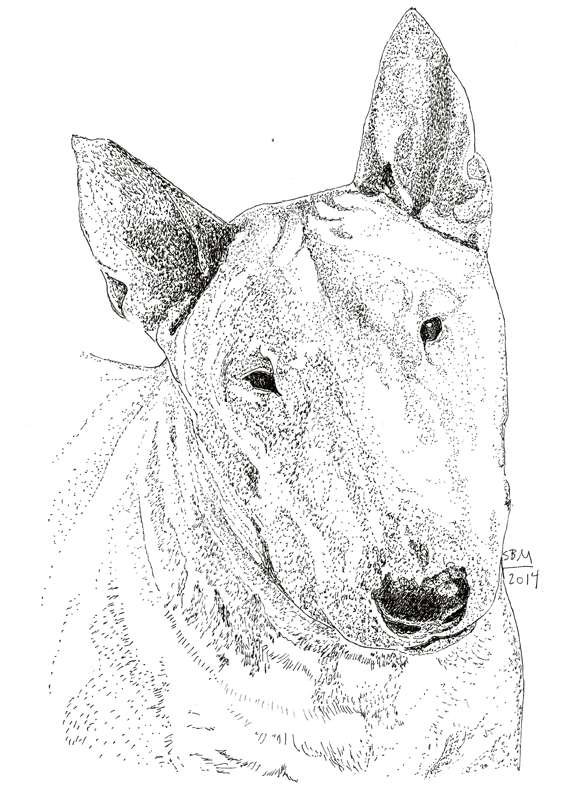 Bull Terrier Cards 10 Cards