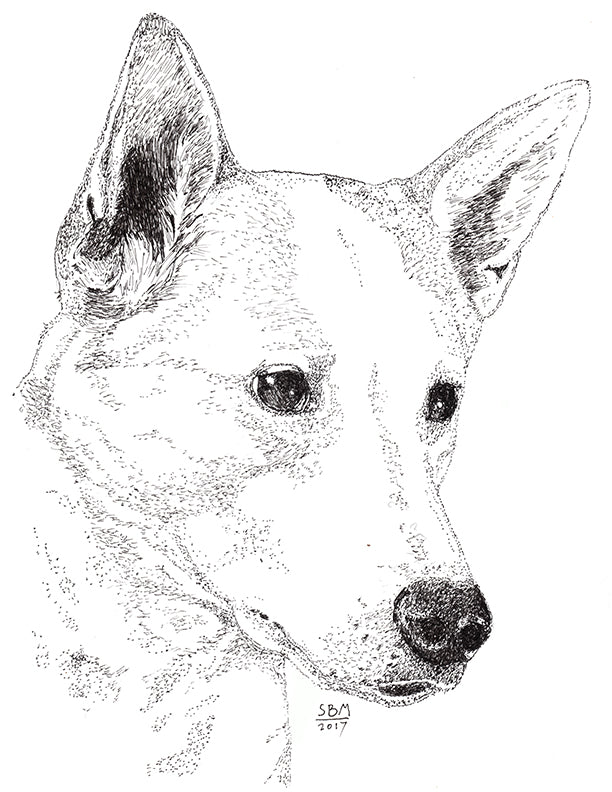 Canaan Dog Print