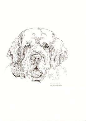 Clumber Spaniel Print