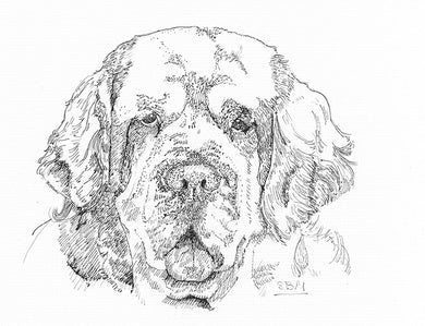 Clumber Spaniel Cards 10 Cards