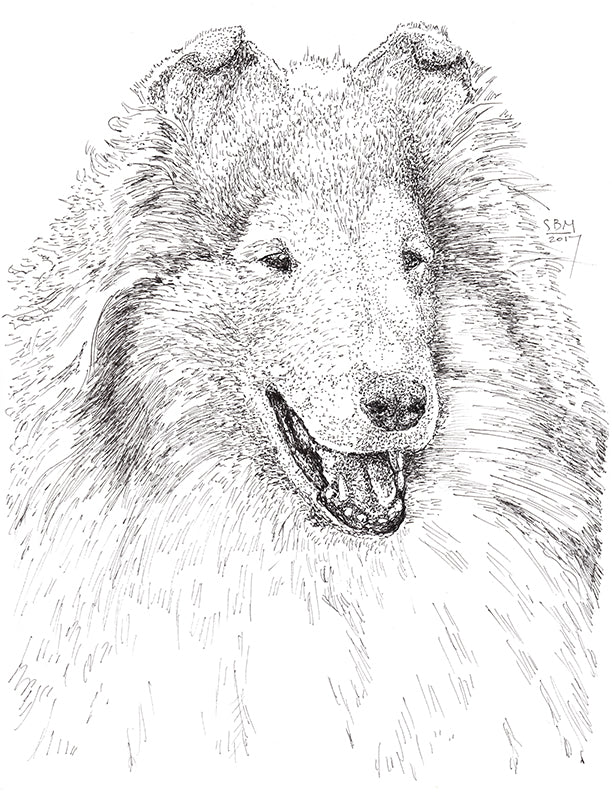 Collie Rough Print