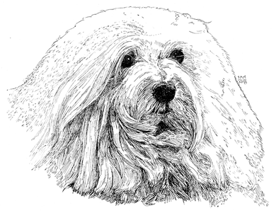 Coton de Tulear Print