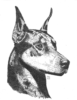 Doberman Pinscher Print