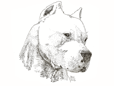 Dogo de Argentino Print