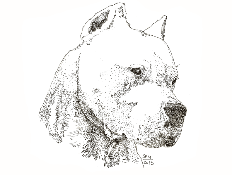 Dogo de Argentino Print