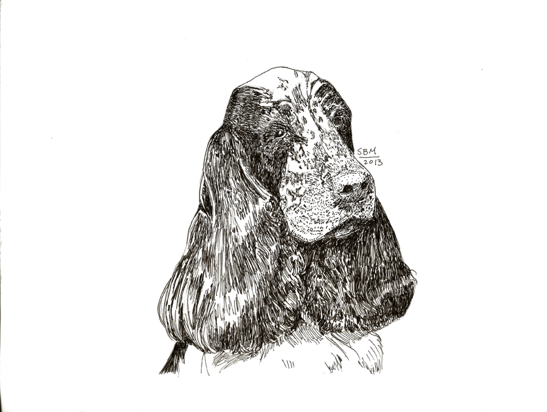 English Cocker Spaniel Print