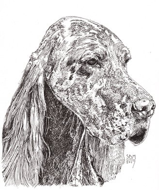 English Setter Print