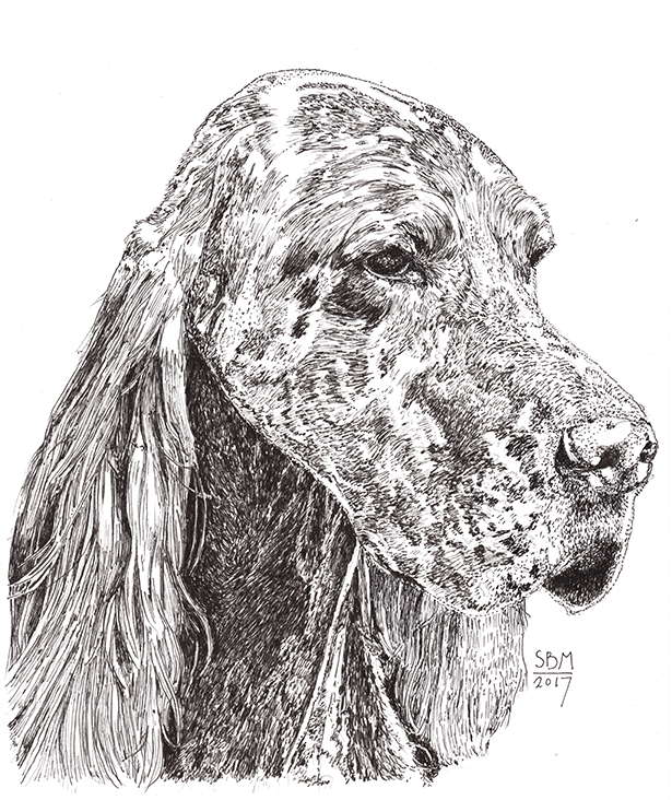 English Setter Print