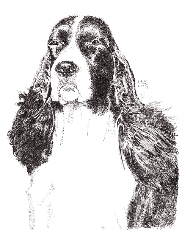 English Springer Spaniel Print