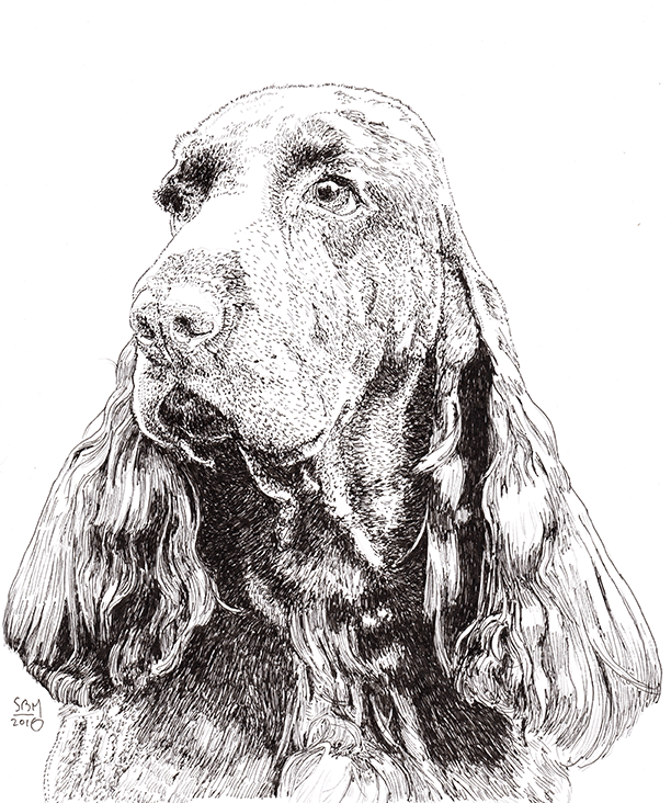 Field Spaniel Print