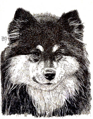 Finnish Lapphund Print