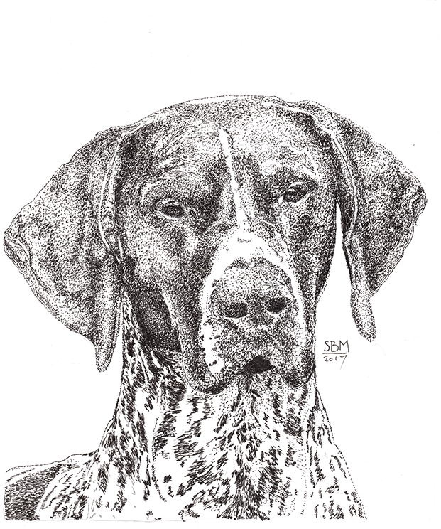 German Shorthaired Pointer Print