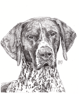 German Shorthaired Pointer Cards 10 Cards