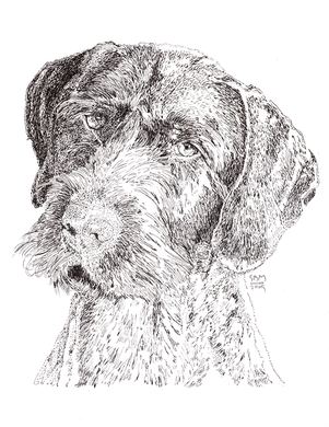 German Wirehaired Pointer Print