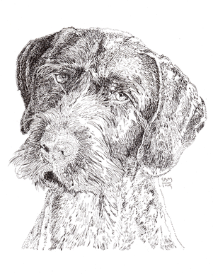 German Wirehaired Pointer Cards 10 Cards
