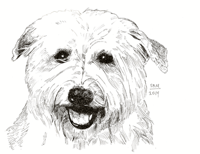 Glen of Imaal Terrier Print