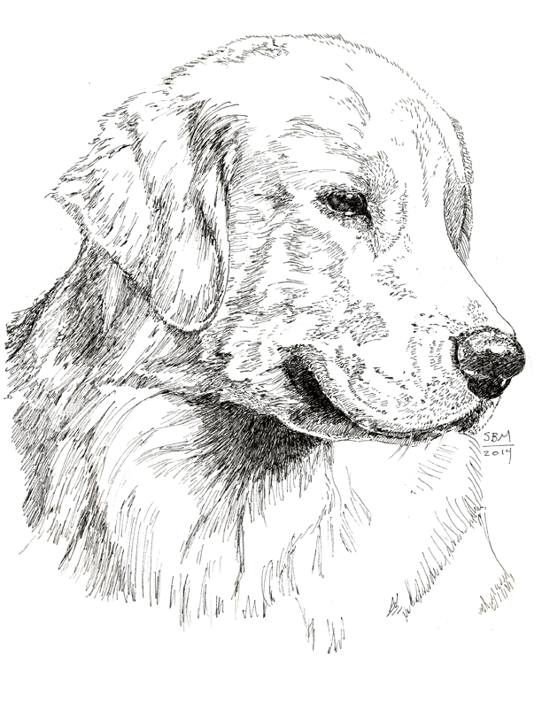 Golden Retriever Cards 10 Cards