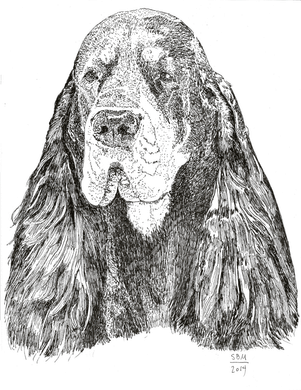 Gordon Setter Print