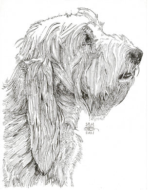 Grand Bassett Griffon Vendeen Print