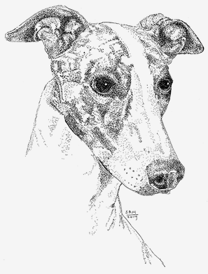 Greyhound Print