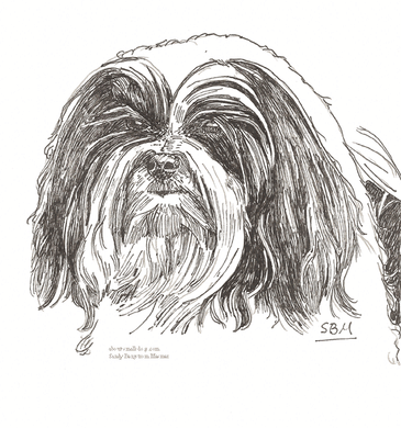 Havanese Print