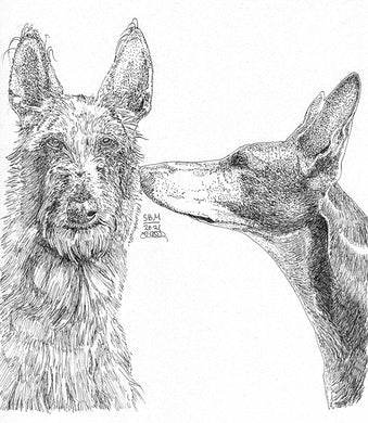 Ibizan Hound Print