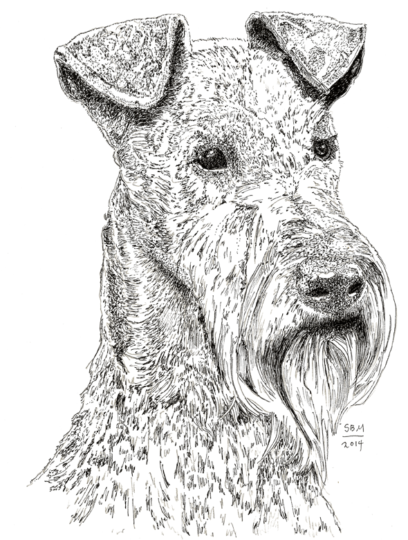 Irish Terrier Print